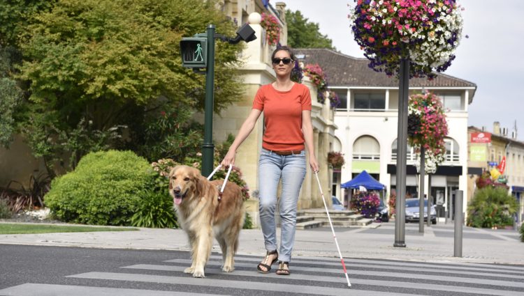 A blind woman uses a pedestrian crossing with a guide dog and cane